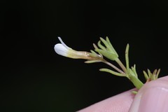 Mecardonia acuminata