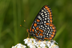 Euphydryas phaeton phaeton