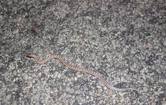 Arizona elegans philipi