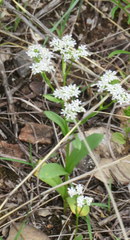 Valerianella amarella
