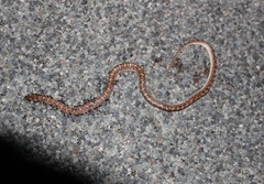 Arizona elegans philipi