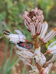 Zygaena rhadamanthus