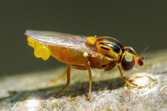Thaumatomyia notata