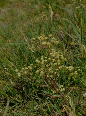 Anisotome aromatica flabellifolia