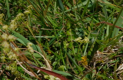Anisotome aromatica flabellifolia