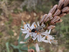 Zygaena rhadamanthus