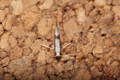 Argyresthia spinosella