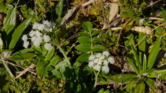 Gingidia montana