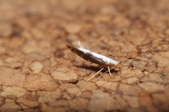 Argyresthia spinosella