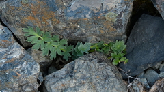 Anisotome pilifera