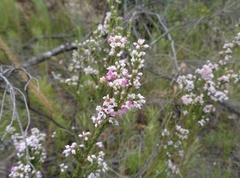 Erica articularis