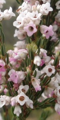 Erica articularis