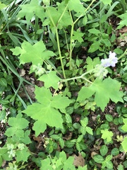 Hydrophyllum appendiculatum