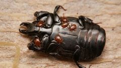 Hololepta plana