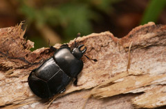 Hololepta plana