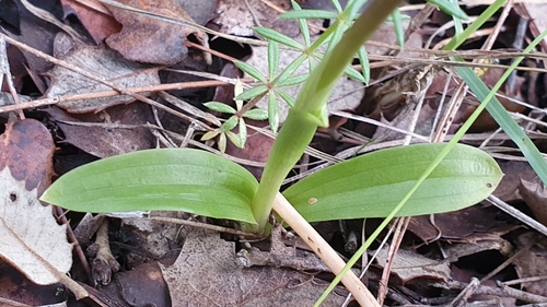Image of Orchis laeta by (c) Mehdi Chetibi, some rights reserved (CC BY)