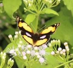 Junonia hierta hierta