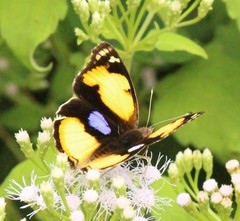 Junonia hierta hierta