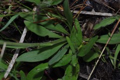 Helenium pinnatifidum