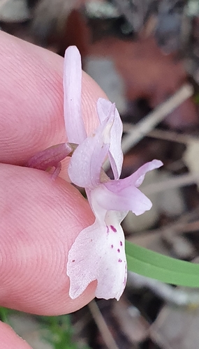 Image of Orchis laeta by (c) Mehdi Chetibi, some rights reserved (CC BY)