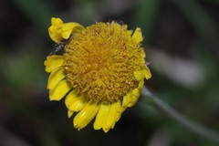 Helenium pinnatifidum
