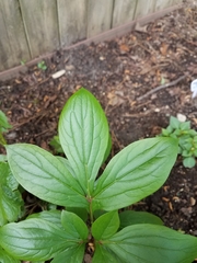Paeonia officinalis