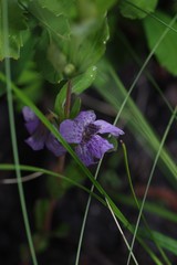 Dyschoriste oblongifolia