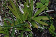 Aletris lutea image