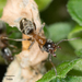 Hormigas Terciopelo de Árbol - Photo no hay derechos reservados