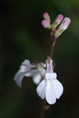 Lobelia paludosa