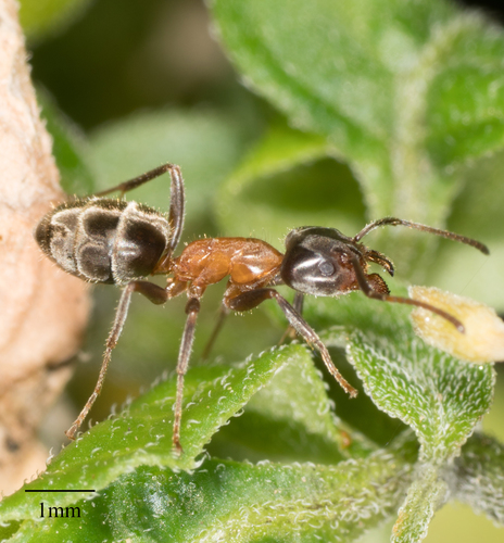 Western Velvety Tree Ant photo 4