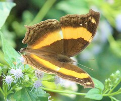 Yoma sabina