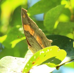 Yoma sabina