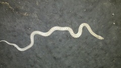 Arizona elegans occidentalis