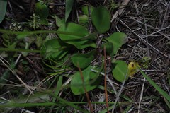 Erigeron vernus