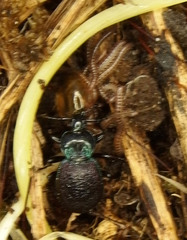 Sphaeroderus