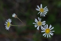 Erigeron vernus