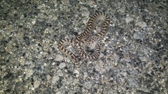 Arizona elegans occidentalis