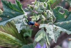 Podagrica fuscicornis