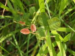 Desmodium scorpiurus