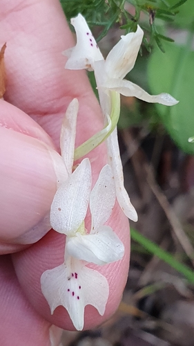 Image of Orchis laeta by (c) Mehdi Chetibi, some rights reserved (CC BY)