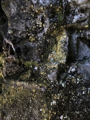 Leproplaca chrysodeta