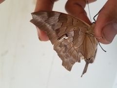 Archaeoprepona demophon centralis