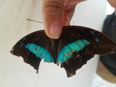 Archaeoprepona demophon centralis