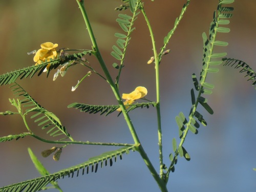 Sesbania bispinosa (Jacq.) W.Wight