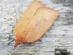 Planotortrix excessana