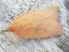 Planotortrix excessana