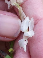 Orchis laeta image