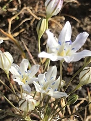 Triteleia lilacina