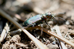 Cicindela purpurea